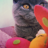 British Shorthair, Kedi  Duman fotoğrafı
