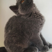 British Shorthair, Kedi  Duman fotoğrafı