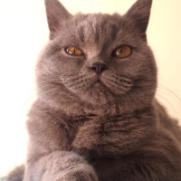 British Shorthair, Kedi  Duman fotoğrafı