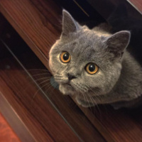 British Shorthair, Kedi  Duman fotoğrafı
