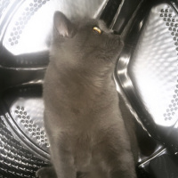 British Shorthair, Kedi  Duman fotoğrafı