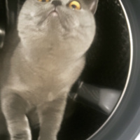 British Shorthair, Kedi  Duman fotoğrafı