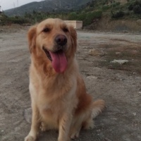Golden Retriever, Köpek  Dost fotoğrafı