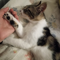 Tekir Kedi, Kedi  Şanslı fotoğrafı