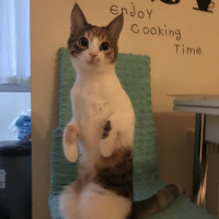 American Wirehair, Kedi  Simba fotoğrafı