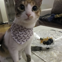 American Wirehair, Kedi  Simba fotoğrafı