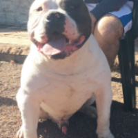 Amerikan Pitbull Terrier, Köpek  kıral fotoğrafı