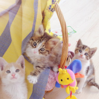 Sarman, Kedi  Mirket fotoğrafı