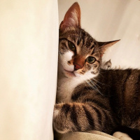 Tekir Kedi, Kedi  Misketimize acil yuva arıyoruz fotoğrafı