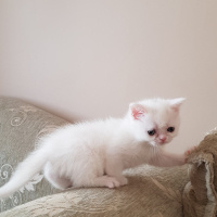 British Shorthair, Kedi  Minik fotoğrafı