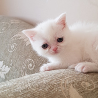 British Shorthair, Kedi  Minik fotoğrafı