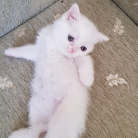 British Shorthair, Kedi  Minik fotoğrafı