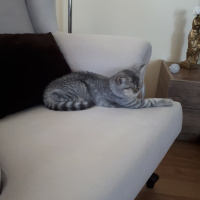 British Shorthair, Kedi  Şeker fotoğrafı