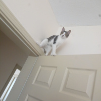 Tekir Kedi, Kedi  Ares fotoğrafı