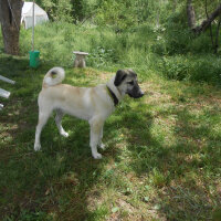 Kangal, Köpek  haydut fotoğrafı