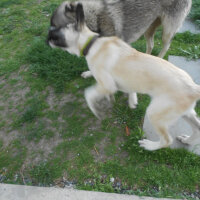 Kangal, Köpek  haydut fotoğrafı