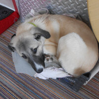 Kangal, Köpek  haydut fotoğrafı