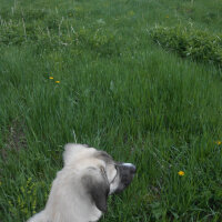 Kangal, Köpek  haydut fotoğrafı