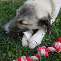 Kangal, Köpek  haydut fotoğrafı