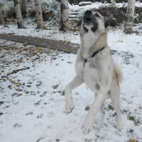 Kangal, Köpek  haydut fotoğrafı