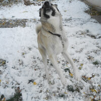 Kangal, Köpek  haydut fotoğrafı