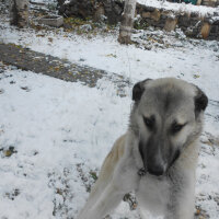 Kangal, Köpek  haydut fotoğrafı