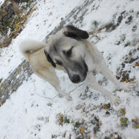 Kangal, Köpek  haydut fotoğrafı