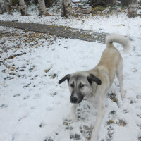 Kangal, Köpek  haydut fotoğrafı