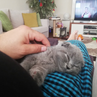 Scottish Fold, Kedi  Lokum fotoğrafı