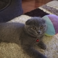 Scottish Fold, Kedi  Lokum fotoğrafı