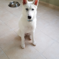 Sibirya Kurdu (Husky), Köpek  Prenses fotoğrafı
