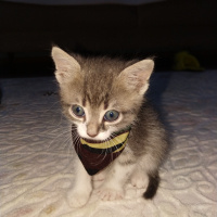 Tekir Kedi, Kedi  Duman fotoğrafı