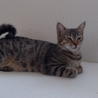 Tekir Kedi, Kedi  İncir fotoğrafı