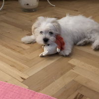Maltese, Köpek  Çiko fotoğrafı