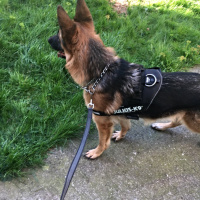 Alman Çoban Köpeği, Köpek  Ralf fotoğrafı