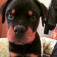 Rottweiler, Köpek  Ocean fotoğrafı