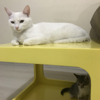 Ankara Kedisi, Kedi  Lilly fotoğrafı
