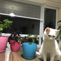 Ankara Kedisi, Kedi  Lilly fotoğrafı
