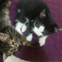 Bombay, Kedi  lady ve minik fotoğrafı