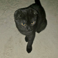 Scottish Fold, Kedi  Gecenin öfkesi fotoğrafı