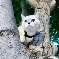 Scottish Fold, Kedi  Gecenin öfkesi fotoğrafı