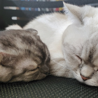 Scottish Fold, Kedi  Gecenin öfkesi fotoğrafı