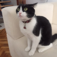 Tuxedo (Smokin) Kedi, Kedi  ŞANSLI fotoğrafı
