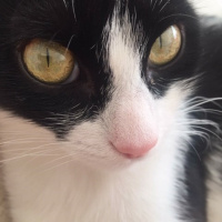 Tuxedo (Smokin) Kedi, Kedi  ŞANSLI fotoğrafı