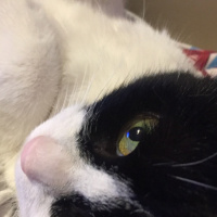 Tuxedo (Smokin) Kedi, Kedi  ŞANSLI fotoğrafı