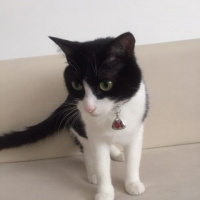 Tuxedo (Smokin) Kedi, Kedi  ŞANSLI fotoğrafı