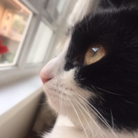 Tuxedo (Smokin) Kedi, Kedi  ŞANSLI fotoğrafı