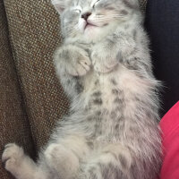 British Shorthair, Kedi  fiona fotoğrafı