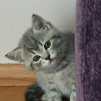 British Shorthair, Kedi  fiona fotoğrafı