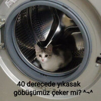 Tekir Kedi, Kedi  Kuzu fotoğrafı